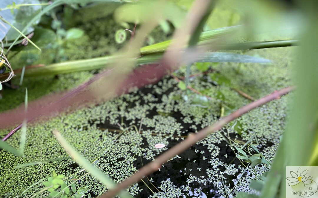 Canicule : les gestes qui sauvent la petite faune de nos jardins