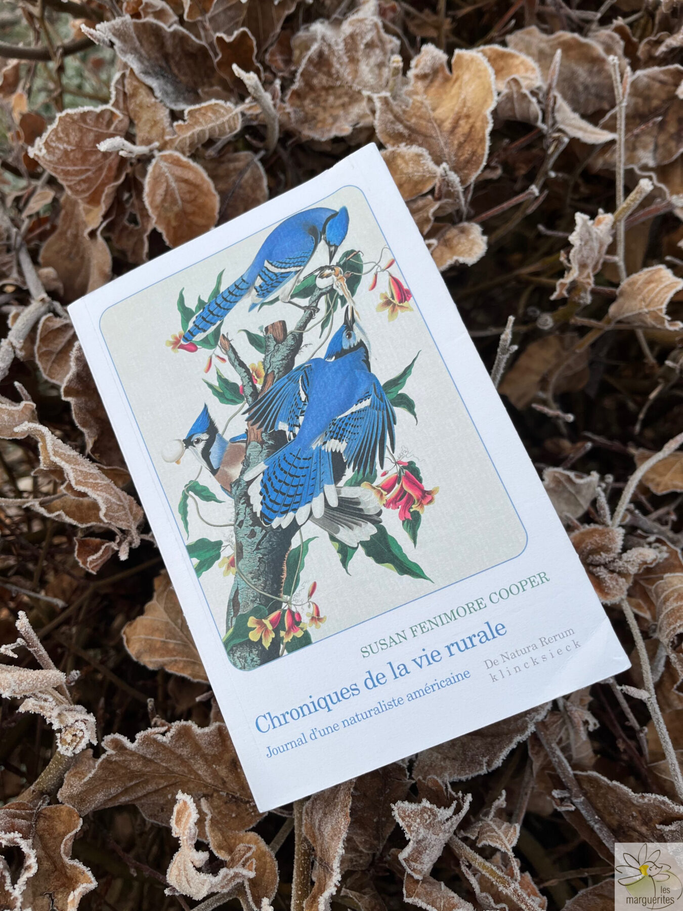 Une naturaliste oubliée et comment redécouvrir l’observation permaculturelle Le livre Chroniques de la vie rurale de Susan Fenimore Cooper lu par une formatrice en permaculture