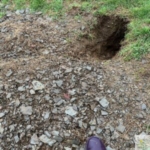 entrée de terrier du blaireau