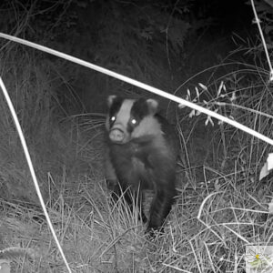 le blaireau est un animal nocturne capturé par camera de nuit