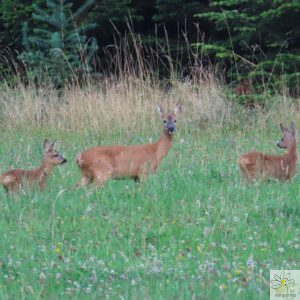famille de chevreuil traversant la prairie