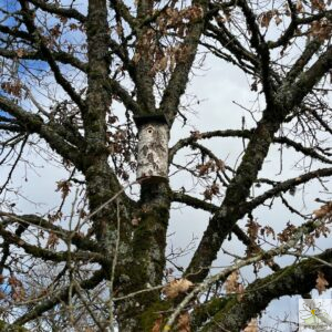 nichoir pour pic dans un chêne