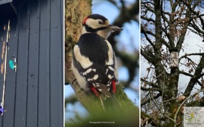 Faune sauvage et permaculture : blaireau, pic épeiche et chevreuil dans le design