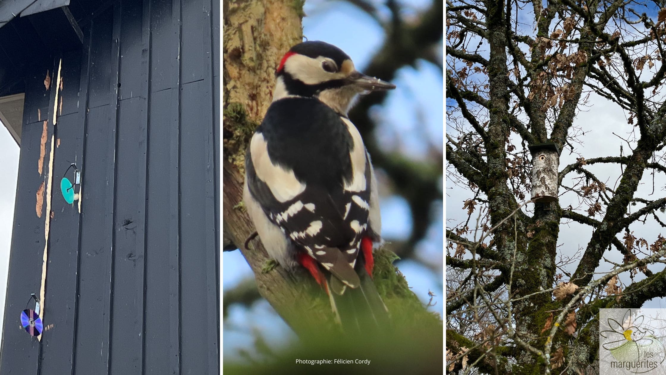 pic épeiche Le pic épeiche - Chasser charmer