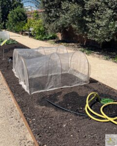 Le no-dig bed non couvert à Kew garden