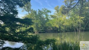 Vue sur l'un des étangs de Kew gardens où niche un héron - design régénératif