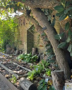 Le jardin d'ombre et ses espèces comestibles - Kew garden