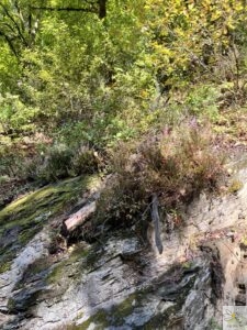 schiste des ardennes feuillet où glisse l'eau